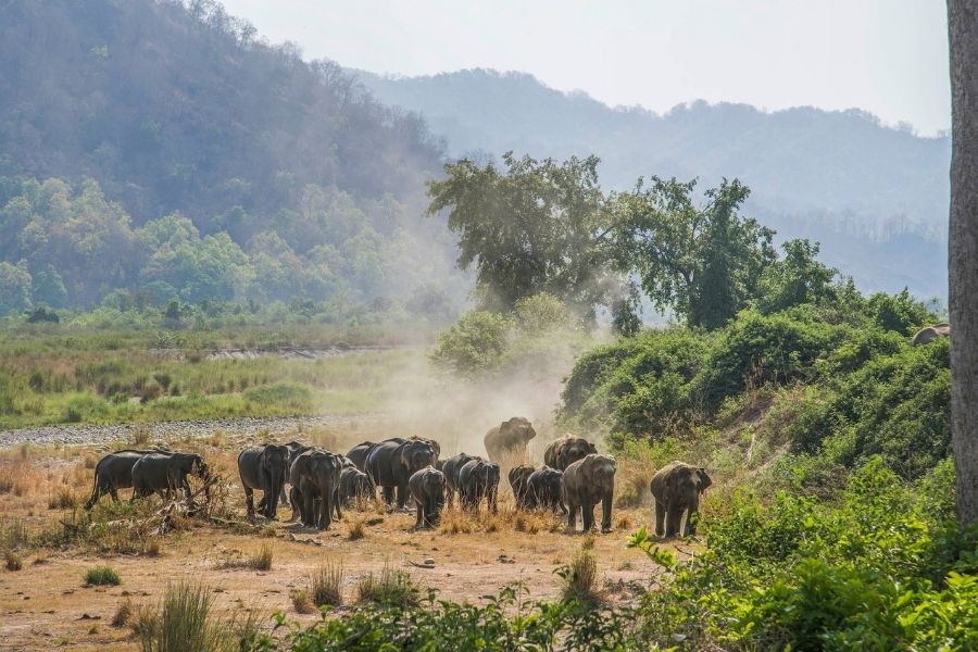 Jim Corbett National Park