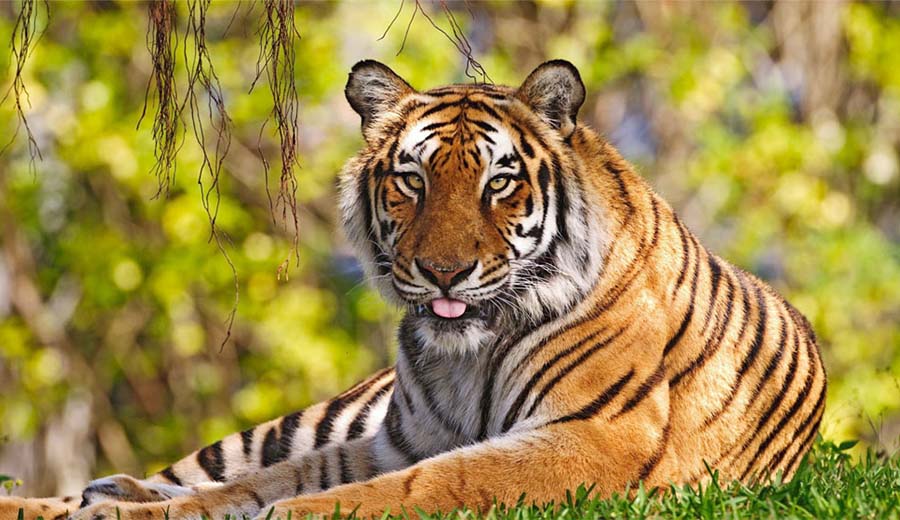 Sundarban National Park | Sundarban Tiger Camp, Tiger Park India