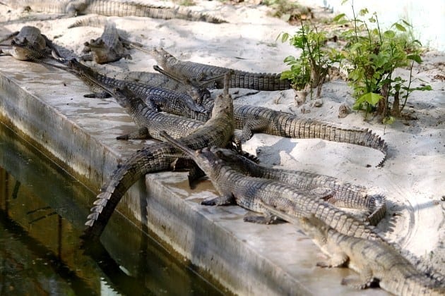 Crocodile Breeding Center
