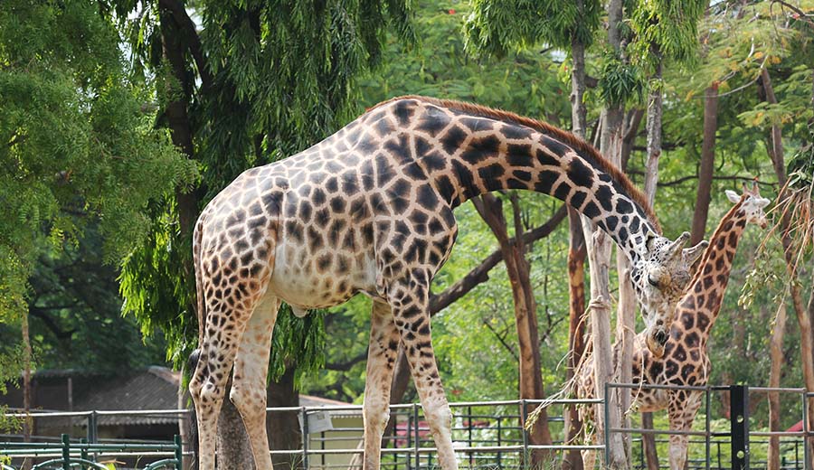 Allen Forest zoo - Places to Visit Kanpur