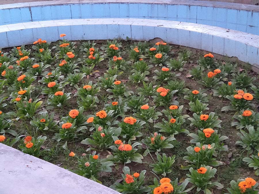Ashoknagar Millennium Park flower garden