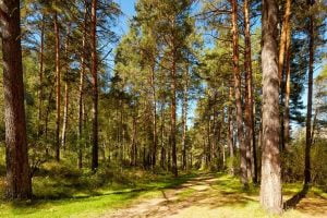 Pine Forest - Kodaikanal Tourist Places
