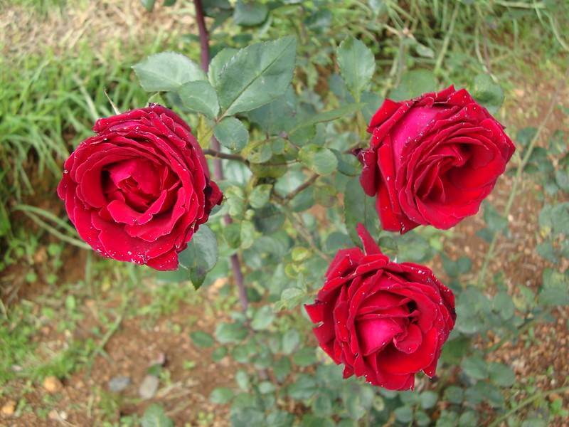 Rose Garden - Ooty Sightseeing