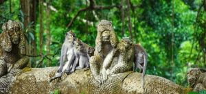 Ubud Monkey forest