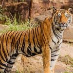 Kawal Tiger Reserve