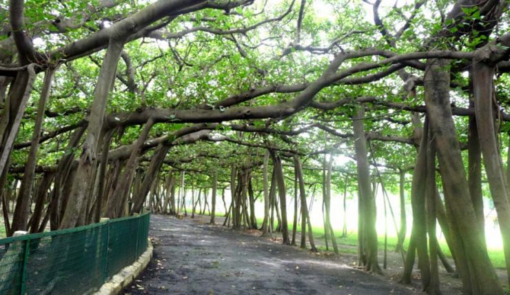 Botanical Gardens Kolkata