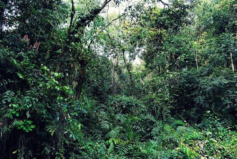 Joypur rain forest