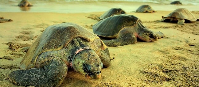 As a turtle beach