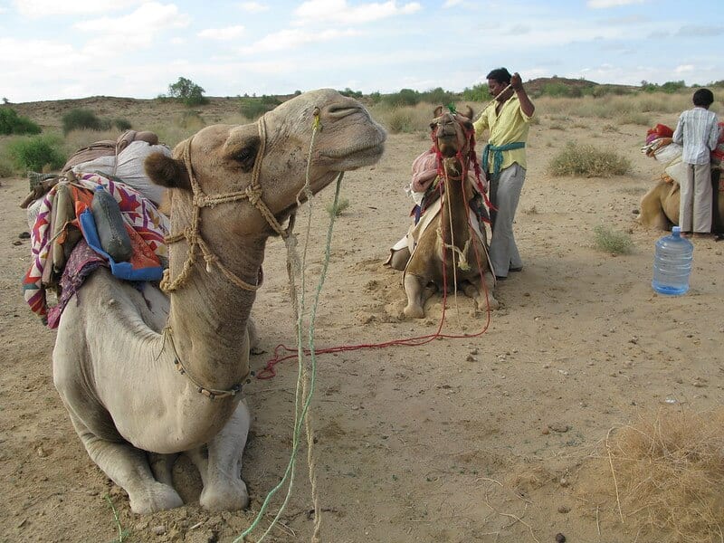 Camel Safari - Thar Desert in India