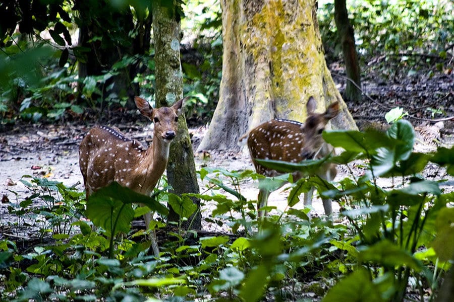 Parmadan Deer Forest