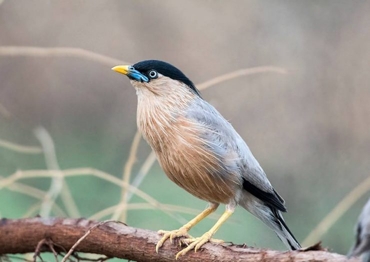Bird Watching in India