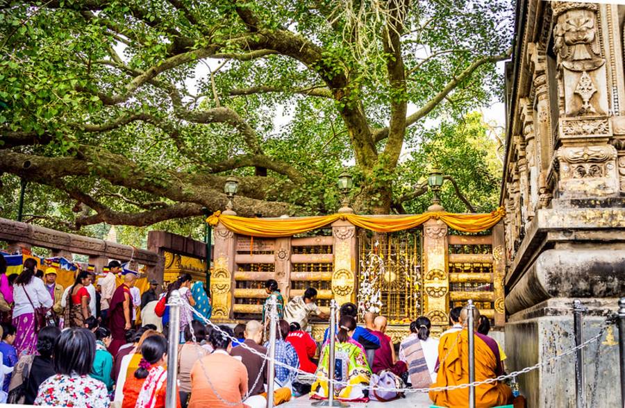 Bodhi Tree - Bodhgaya India Tour