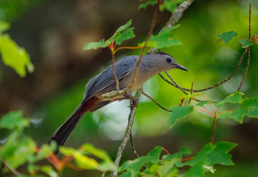 Facts About Bird Viewing - Bird Watching in India