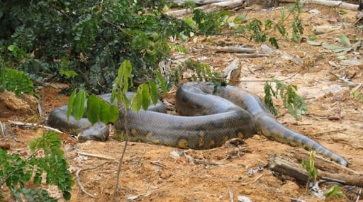 Madras Snake Park - Chennai Tamilnadu