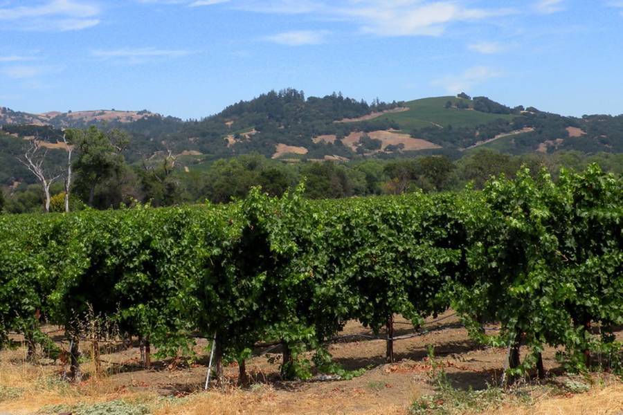 Napa Valley - Fascinating outdoor places in California