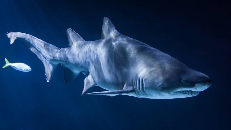 Shark - Strange Animals Eaten Around the World