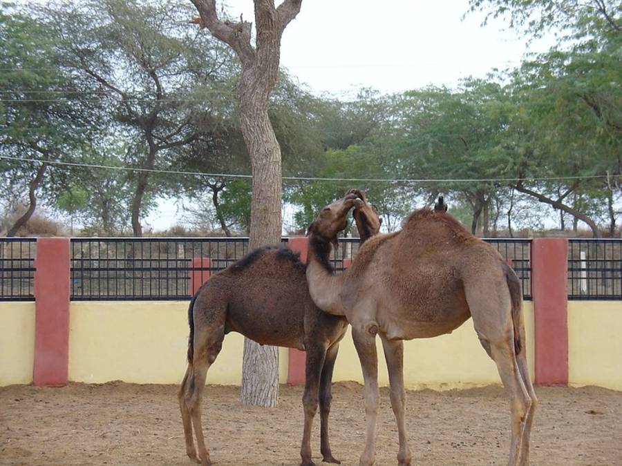 Camel Research and Breeding Farm
