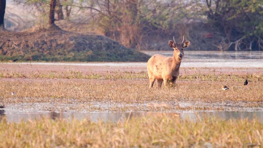 Keoladeo Ghana National Park - Best time & Entry charges? Reach