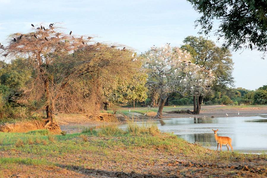 South Luangwa National Park - Activities To Enjoy In Zambia