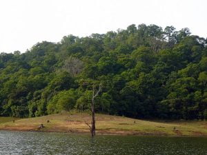 Thekkady - Kerala Tourist Places
