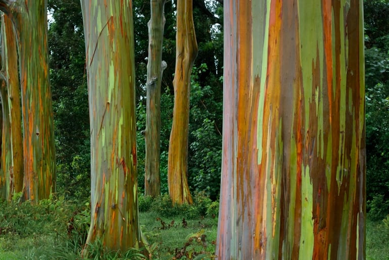 Rainbow Eucalyptus trees in Kailua