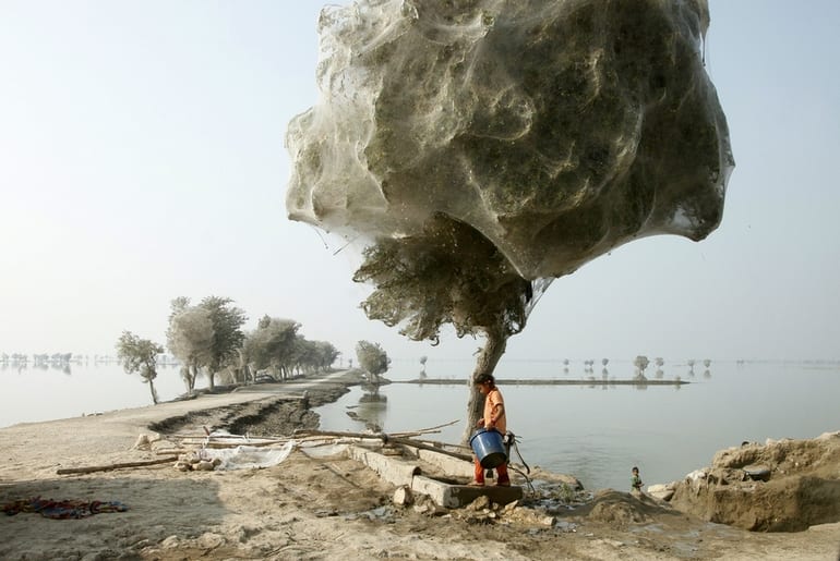 Spiderweb cocooned trees in Pakistan - 15 Craziest Things In Nature