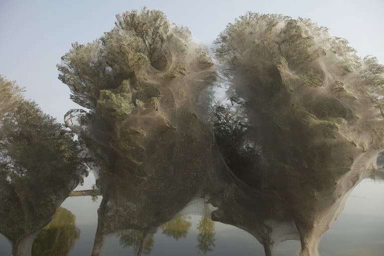 Spiderweb cocooned trees in Pakistan