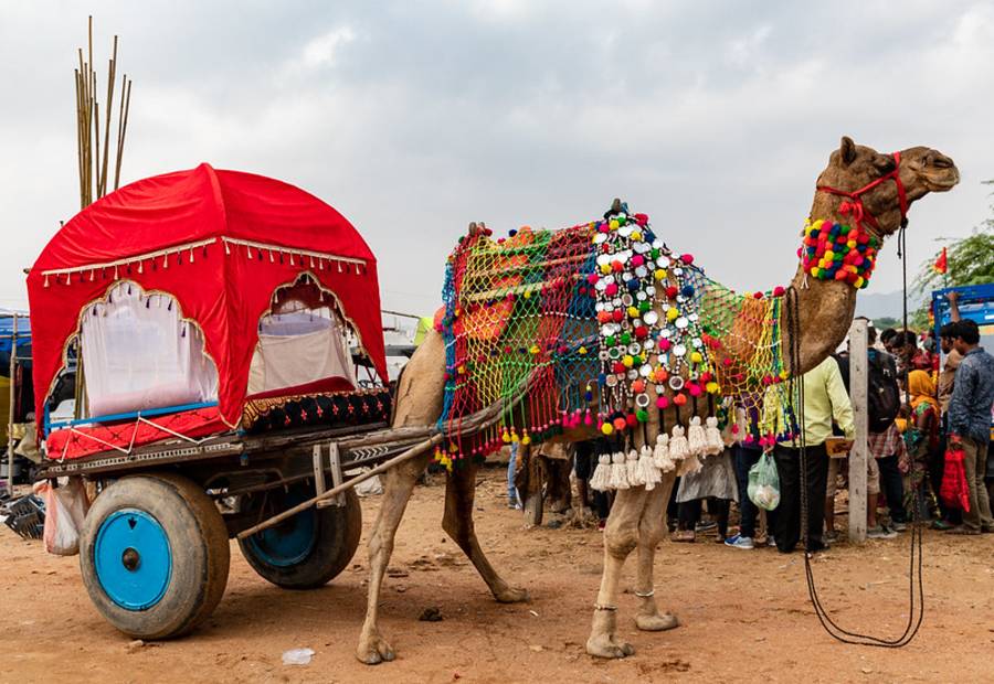 Famous Camel Fair of Bikaner
