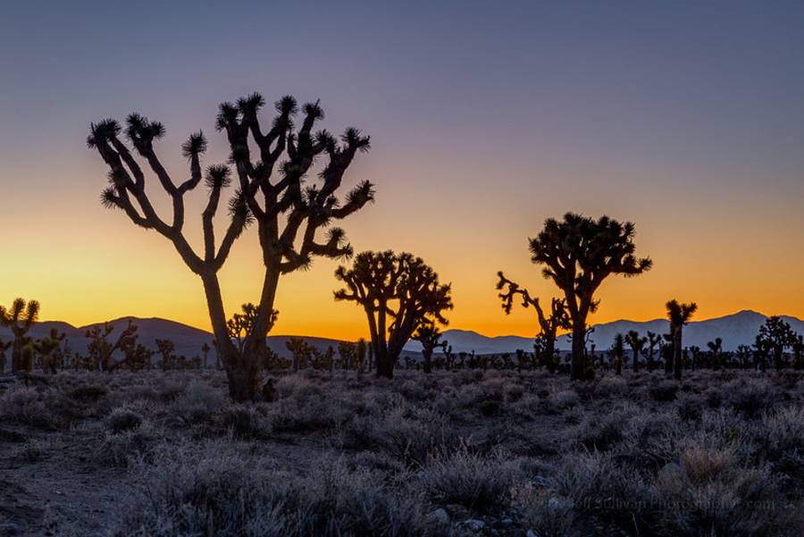 Mojave desert - Best Hidden Gems in Las Vegas