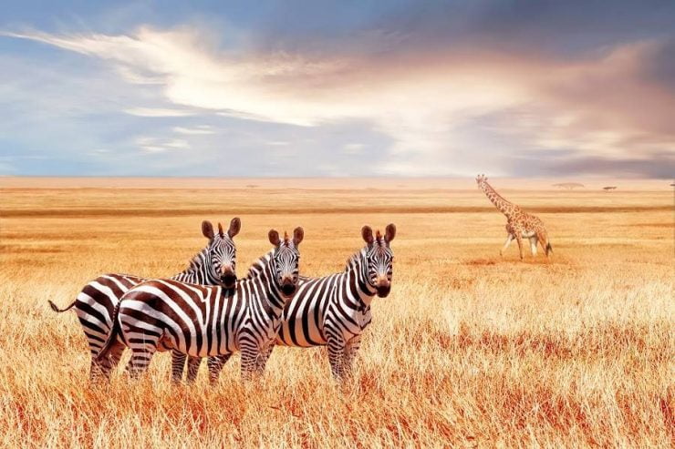 South Africas Diverse Wildlife