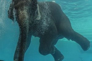 Snorkeling with an Elephant