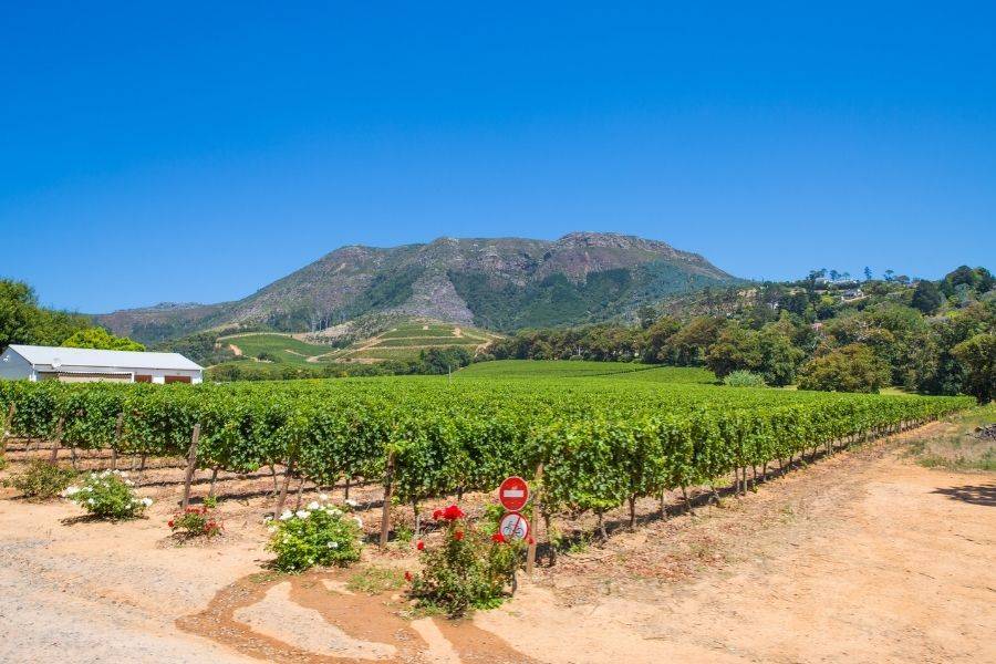 Stellenbosch Wineries