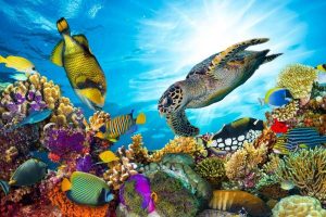 Great Barrier Reef - Amazing Attractions In Cairns