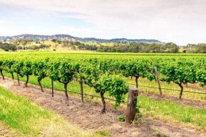 Barossa Valley - Things to do in Australia