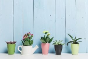Succulents - Eco-Friendly Gifting Ideas