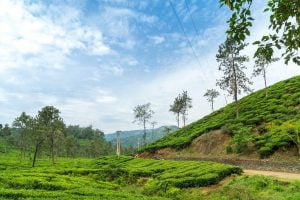 Wayanad - Places for honeymoon in Kerala