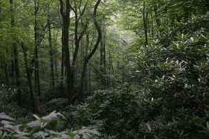 Appalachian Rain forest