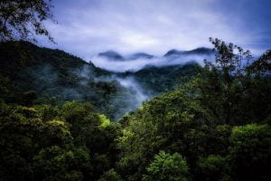 Cloud Forest Ecuador - Rain Forests in The World