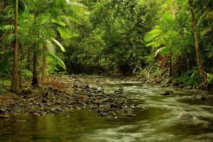 Daintree - Rain Forests in The World