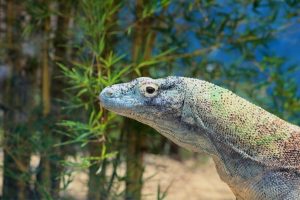 Komodo Dragons - Places To Visit In Indonesia