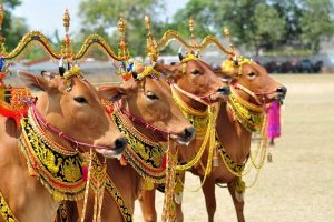 Madura Bull Races - Places To Visit In Indonesia