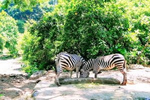 Ragunan Zoo - Places To Visit In Indonesia