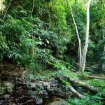 Rain Forests in The World