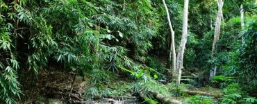 Rain Forests in The World
