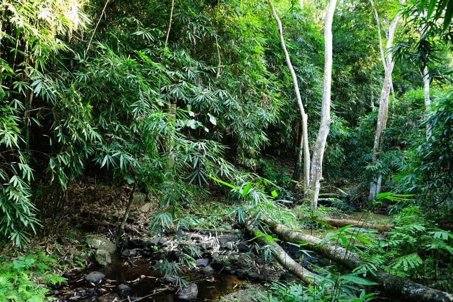 10 Most Popular Rain Forests in The World