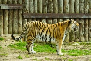 Tiger zoo - Places to visit in Ludhiana