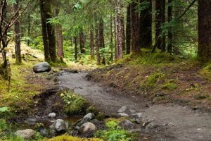 Tongass National Forest - Rain Forests in The World