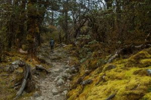 Singalila national park - Places To Visit In Sikkim