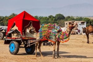 Pushkar Camel safari